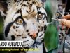 Hyperrealistic Painting Clouded Leopard with airbrush Time lapse Rafa Fonseca