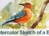 Watercolor Painting Bird Demo