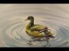 Watercolor Painting Duck in water