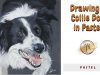 Drawing a Black and White Border Collie