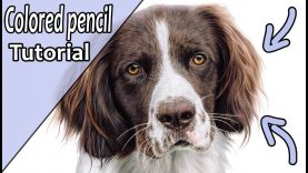 How to draw realistic BROWN FUR with colored pencil Step by step tutorial
