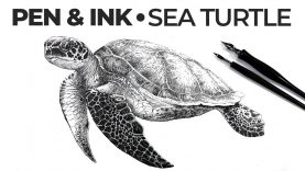 Pen and Ink Drawing quotSea Turtlequot