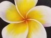 Plumeria Flower Acrylic Painting LIVE Tutorial