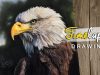 Realistic Bald Eagle Colored Pencil Drawing Timelapse