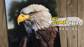 Realistic Bald Eagle Colored Pencil Drawing Timelapse