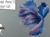 Colored Pencil Betta Fish Tutorial