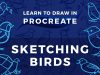 Learn to Draw in Procreate Sketching Birds