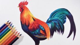 How to draw a colorful bird Rooster Faber castell polychromos pencils