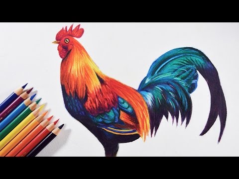 Coloured Pencil Tutorial using Polychromos - A Beautiful Robin on a Fence 