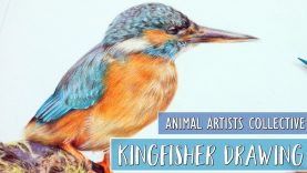 Animal Artists Collective Drawing A Kingfisher With Colored Pencils