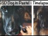 German Shepherd Dog in Soft Pastel Timelapse