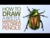 Drawing with Markers and Colored Pencils Beetle Illustration