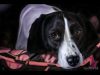 Speed Painting of a Black and White Dog Oil Painting