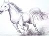 How to draw a horse step by step Pencil shading drawing