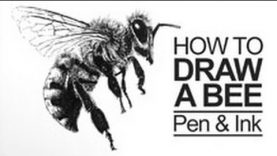 Pen and Ink Lesson How to Draw a Bee
