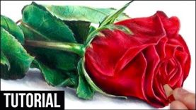How to Draw a Realistic Rose in Coloured Pencil Drawing Tutorial Step by Step