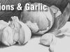how to draw a still life with onions amp garlic in pencil 1
