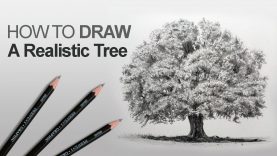 How to Draw a Tree Realistic