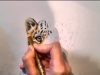 How to draw a Leopard cub in colour pencil