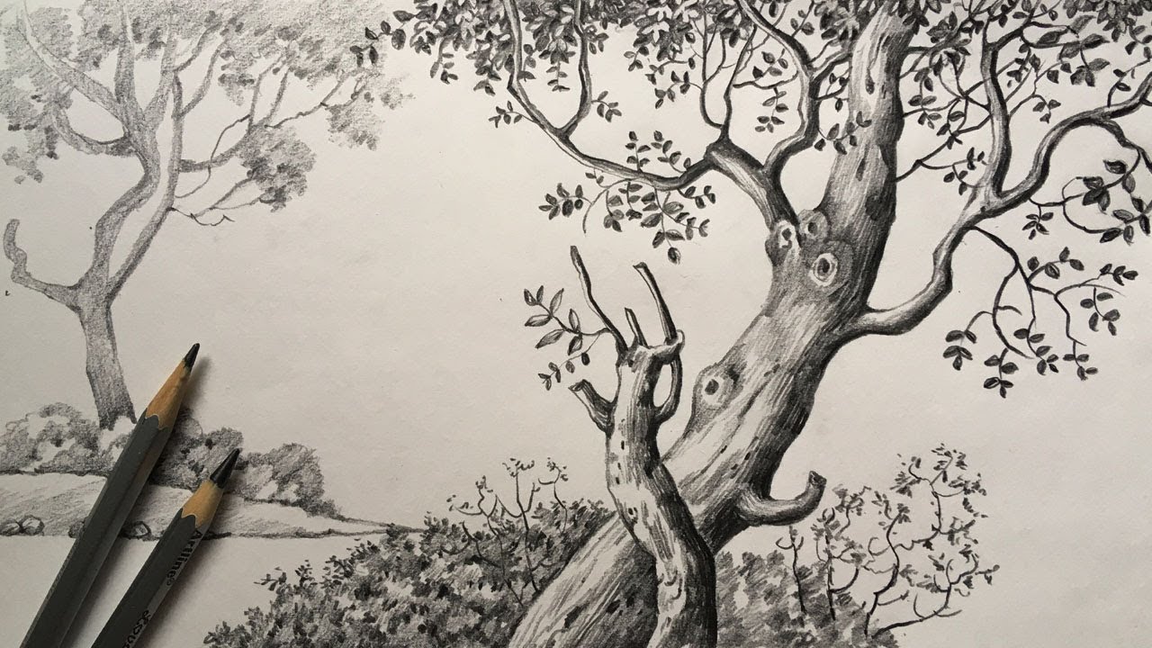 Tree Pencil Sketch Images - Free Download on Freepik
