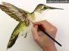 How to paint realistic hummingbird feathers in watercolor by Anna Mason