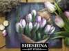 How to draw tulips with soft pastels