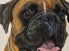 BOXER speed painting DOG ACRYLIC PAINTING