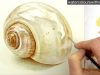 How to paint a realistic shell in watercolor by Anna Mason