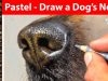 Pastel pencils how to draw a dogs nose