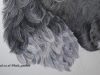 Time Lapse of a Fluffy Curly Hair Spaniels Ears Being Drawn in Coloured Pencil