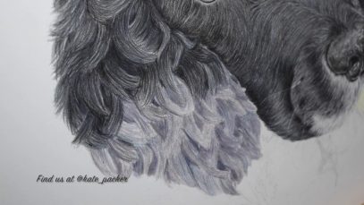 Time Lapse of a Fluffy Curly Hair Spaniels Ears Being Drawn in Coloured Pencil