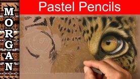 Learn How to Draw Fur with Pastel Pencils wildlife art Jason Morgan