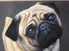 how to draw a pug dog in soft colored pastels