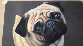 how to draw a pug dog in soft colored pastels