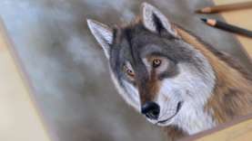 Wolf in colored pencil