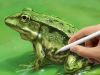 Drawing Common Frog in Procreate speedpaint