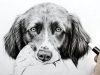 How to draw realistic fur dog earsReal time Leontine van vliet