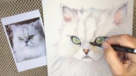 How to paint a Chinchilla Persian