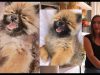 How to paint a chow chow puppy Tips on painting long soft hair