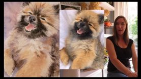 How to paint a chow chow puppy Tips on painting long soft hair