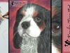 Tutorial how to draw a Cavalier King Charles Spaniel in coloured pencils