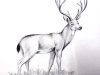 How to draw a deer step by step Pencil shading Charcoal