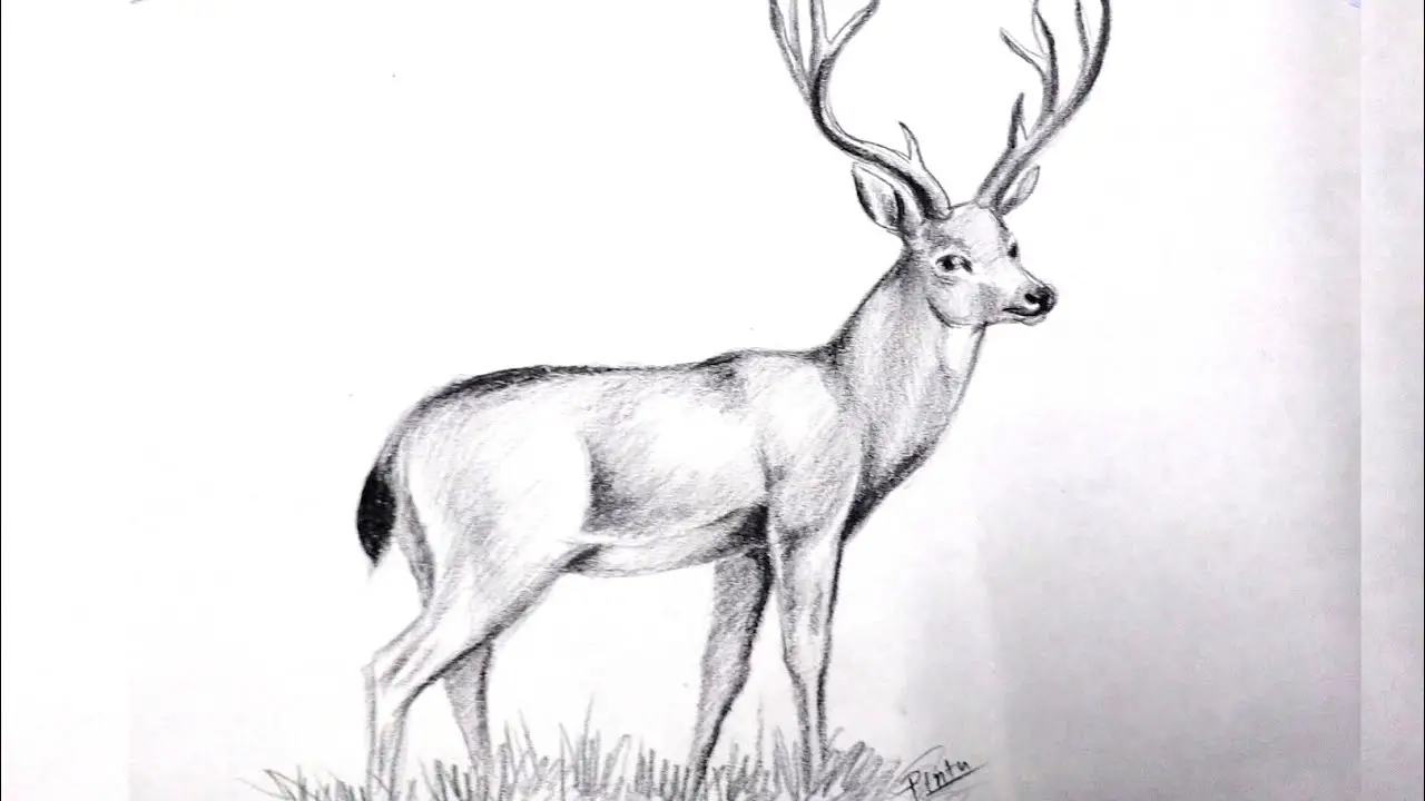 How To Draw A Deer Head, Buck, Dear Head, Step by Step, Drawing Guide, by  finalprodigy - DragoArt
