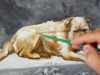 How to paint a dog using the glazing technique