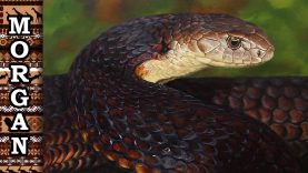 Painting a Snake Oil Painting Tutorial Jason Morgan wildlife art