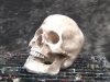Resin Casting Tutorial Skull Cast