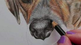 Drawing of nose tutorial coloured pencil partial time lapse