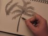 How to Draw a Palm Tree in Pencil