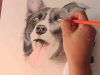 Drawing Dog Border Collie Smooth Coated