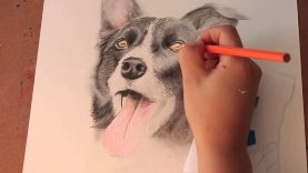 Drawing Dog Border Collie Smooth Coated